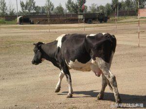 牛焦虫病的症状以及防治方案