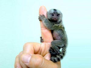 世界上最小的猴子是什么？世界上最小的猴子的介绍