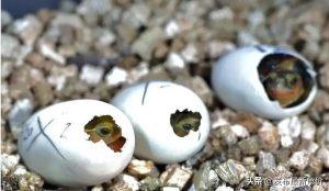 龟蛋孵化多久才出壳呢？根据什么来推算孵化时间才是科学和比较准确？