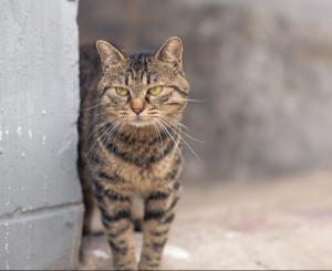 狸花猫的优点是什么？狸花猫的优势在哪里？