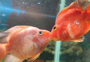 接吻鱼的基本简介，接吻鱼的习性是什么样的？