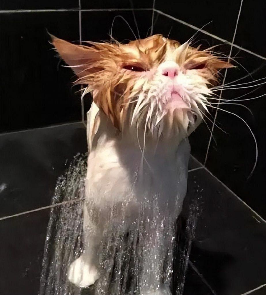 宠物店给猫洗一次澡收费80块，你觉得价格合理吗？