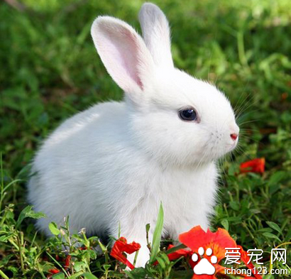 不同生长阶段的兔子它们的食量有什么不同？