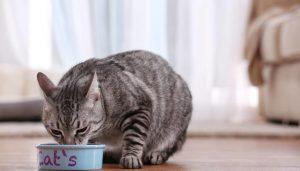 猫咪太瘦是什么原因？猫咪太胖可能会得什么病？