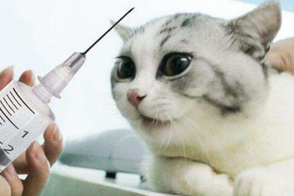 什么是三联疫苗？猫二联和猫三联的区别在哪里呢？