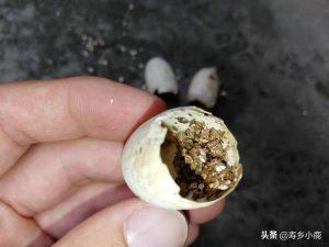 养龟户是如何孵化石金钱龟苗子的，在孵化过程中，要注意什么？