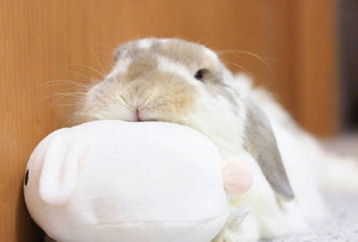 兔子感冒用什么药最好？兔子感冒时需及时保暖