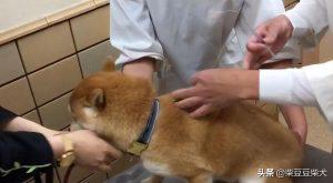 柴犬狗狗打疫苗问题汇总，柴犬打疫苗的误区