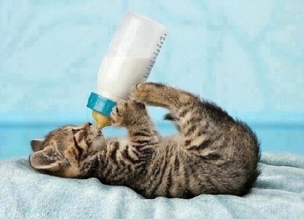 小猫长时间不喝奶会出现什么问题？须要定时喂养，少食多餐
