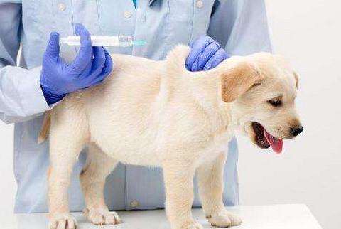 给狗狗体检多少钱？给狗狗打疫苗贵吗？