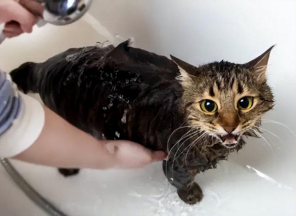 宠物店给猫洗一次澡收费80块，价格合理吗？