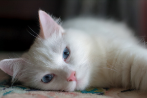 蓝眼睛的猫咪有哪些品种？有什么品种的猫咪眼睛是蓝色的？