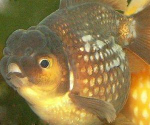 金鱼常见的几种疾病及防治方法（水霉病症状是怎么样的？）