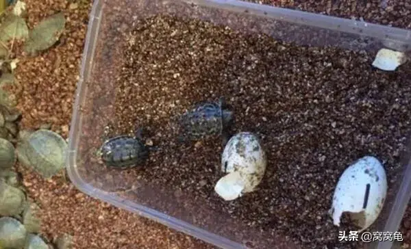 孵化龟蛋的温度不能超过32℃？过多少度才会造成因温度过高而导致孵化失败？