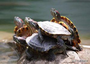 巴西红耳龟进入中国的历程——巴西红耳龟的繁殖能力强吗？