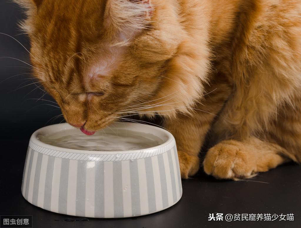 猫咪只吃猫罐头就可以不用喝水了吗？吃干粮需要补充多少水？