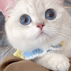 蓝眼睛的猫有哪些品种？盘点蓝眼睛的猫品种