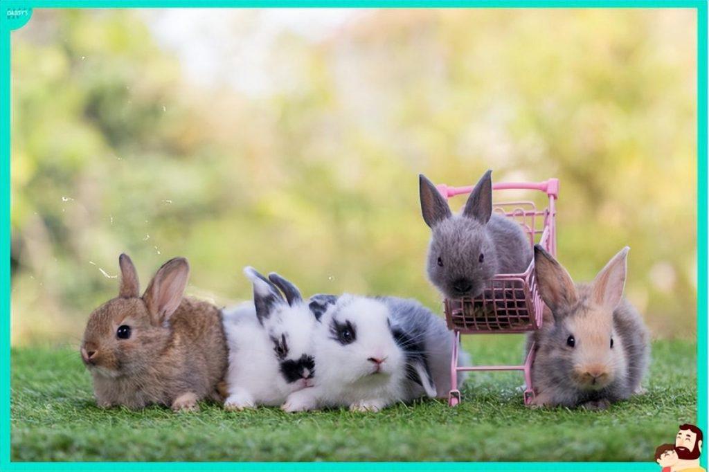 兔子绝育到底有哪些好处？如何挑选一位兔子医生？