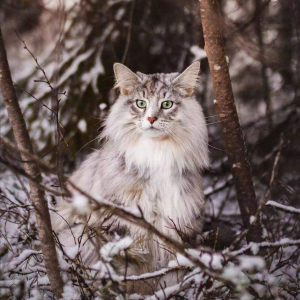 为什么养挪威森林猫的人这么少？原因究竟是什么？