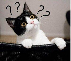 猫咪腹泻的原因有哪些？用药不可马虎