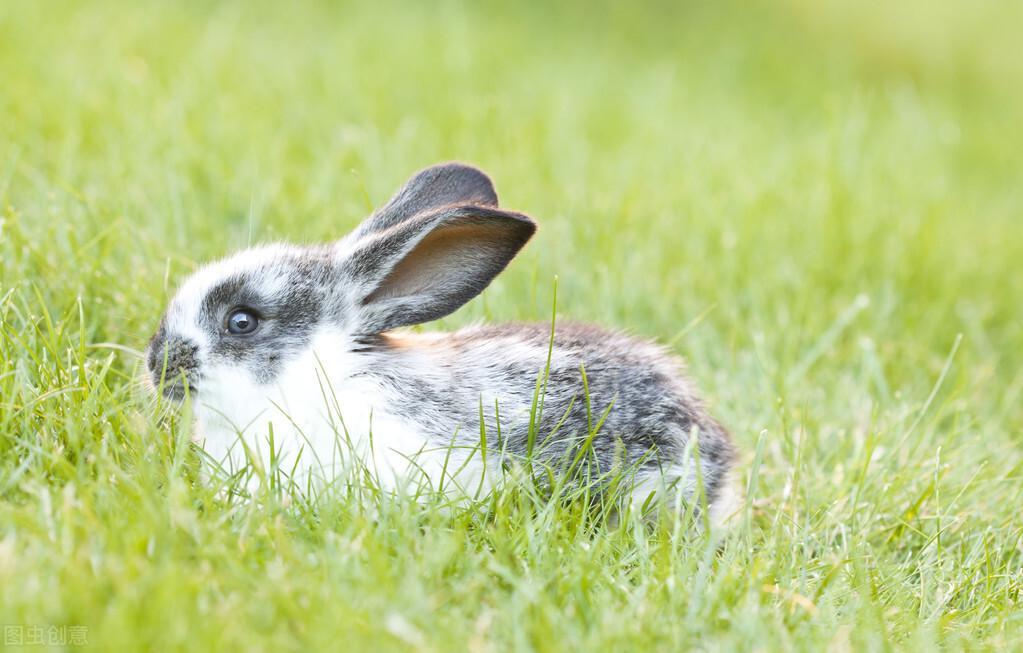 兔兔治耳螨要多少钱？3大方法教会你如何预防耳螨