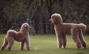 多人养巨型贵宾犬的原因有哪些？颜值高又粘人，很难不爱