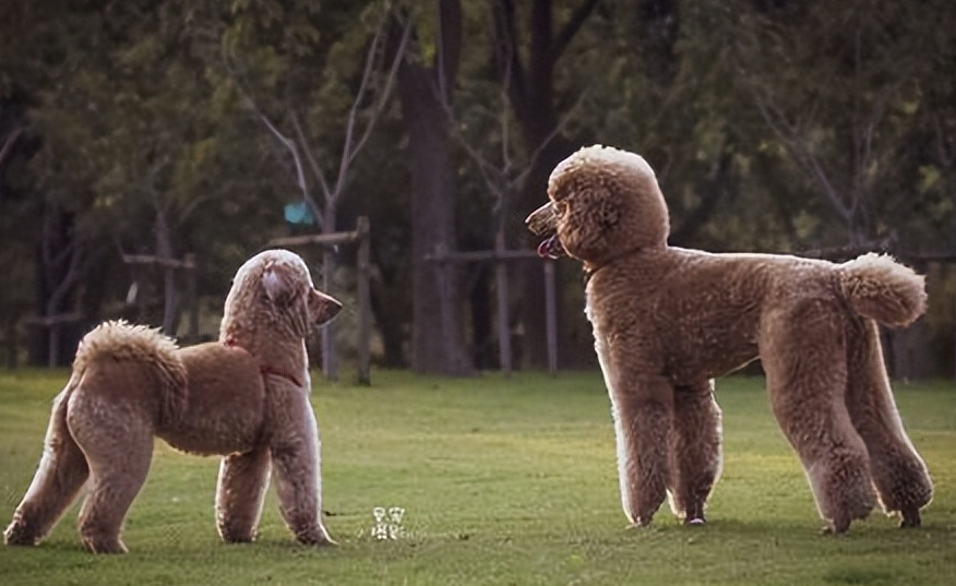 多人养巨型贵宾犬的原因有哪些？它颜值高而且又粘人，真的很难不爱！