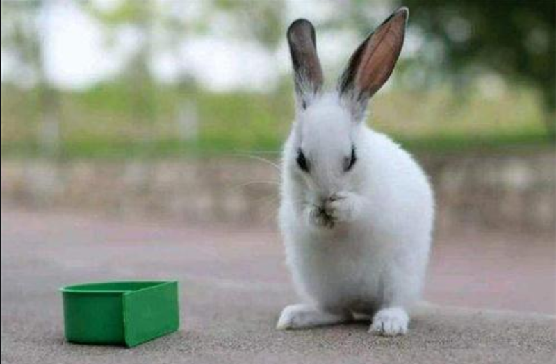 兔子得了毛球症怎么办？怎么帮助兔子化毛？
