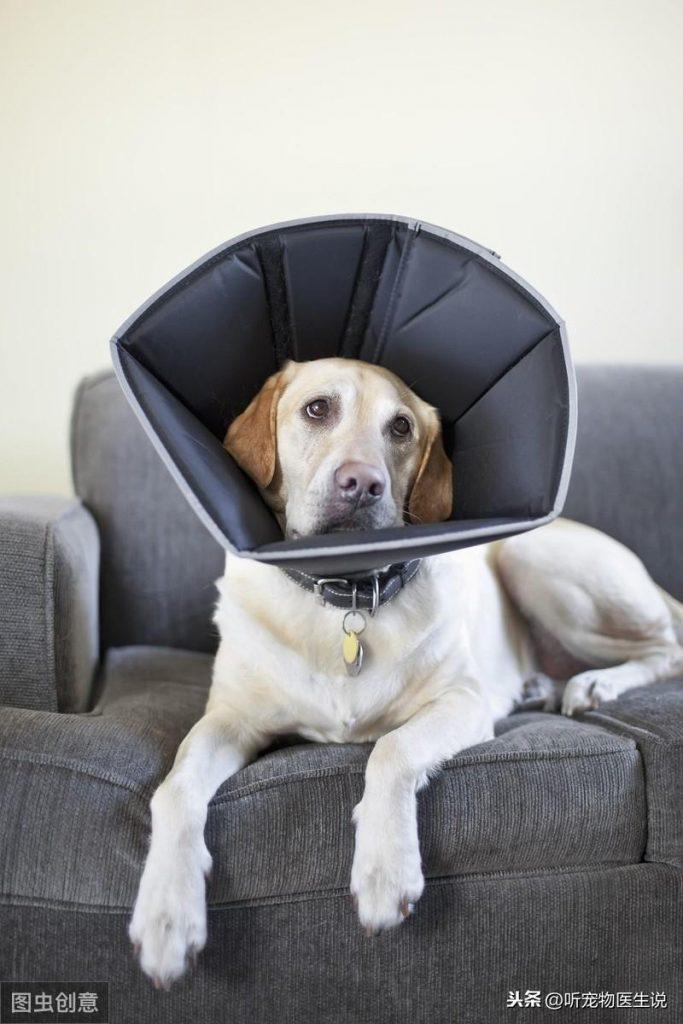 什么是狗狗的耳血肿？狗狗耳血肿应该如何治疗？