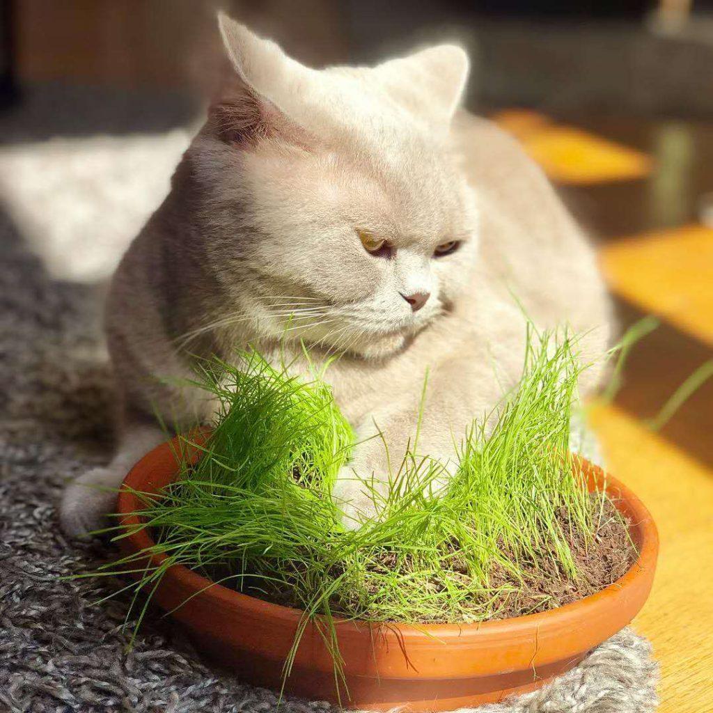 猫草的6个误区，过量食用猫草对猫并不好