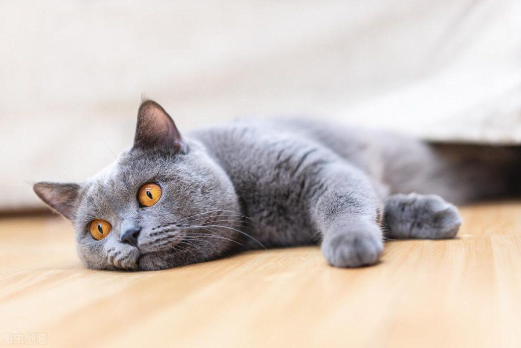 猫咪肠胃炎吃药不好使怎么办？