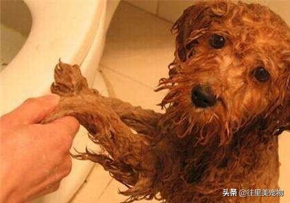 （泰迪犬）狗狗洗澡标准流程，宠主及从业者学起来