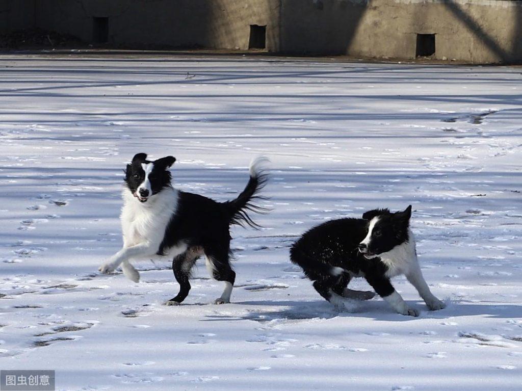 聪明的边境牧羊犬，养起来不容易？多注意3个方面，可能会更听话