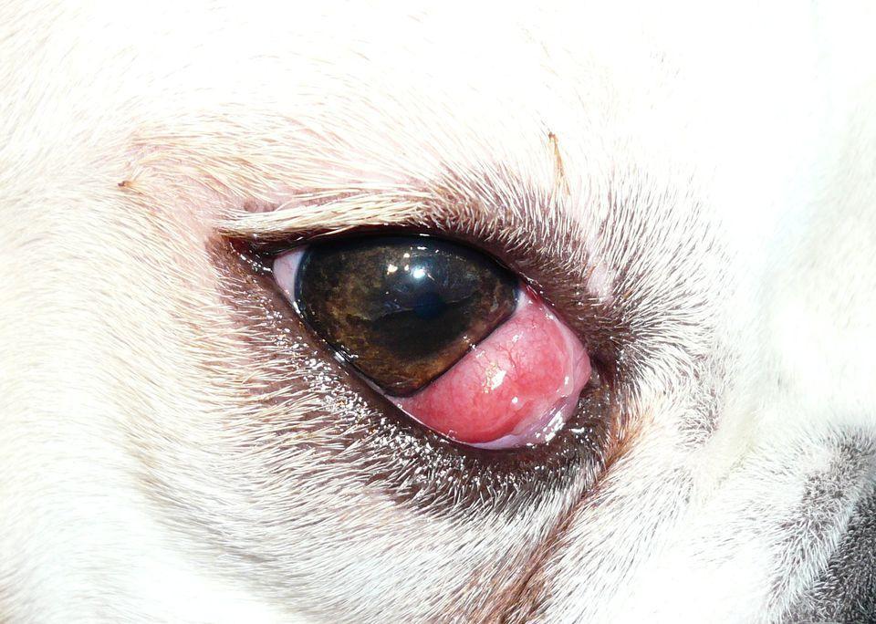 狗狗内眼角红肿？可能是患了“樱桃眼”，简单手术就能有效治愈