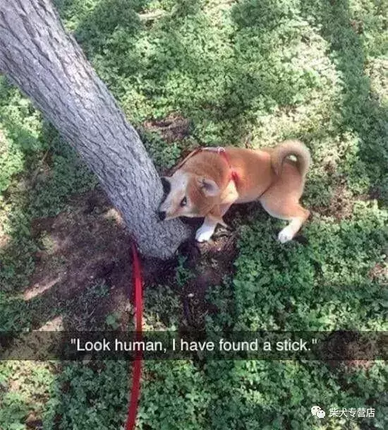 柴犬会把你当主人吗？柴犬的忠诚度怎么判断？