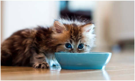 幼猫我们应该如何照顾喂养呢？小猫喂养不能缺的那点奶