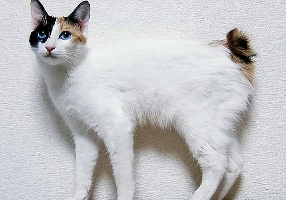 日本短尾猫多少钱一只？日本短尾猫能不能养了吧？