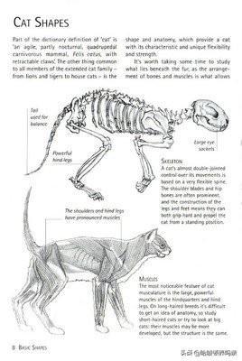 难道猫咪天生会缩骨功？猫咪骨骼详解