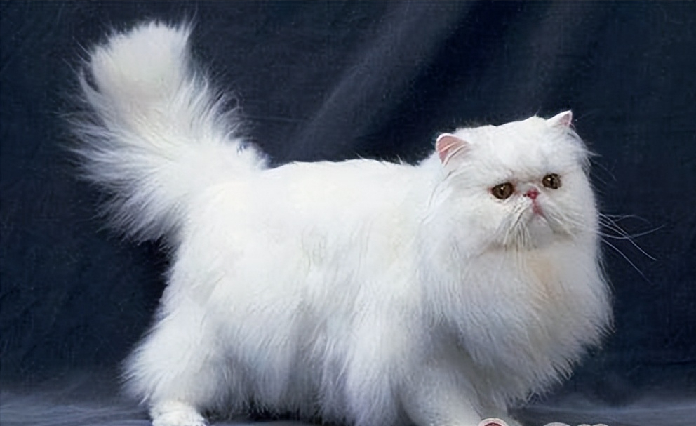 “波斯猫”和“加菲猫”哪个好？波斯猫被称为“猫中王子、王妃”