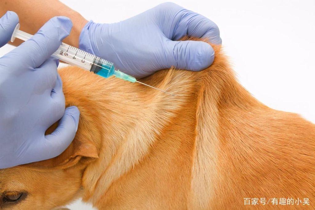 第一次养狗需要注意什么？驱虫问题和疫苗不能忽视！