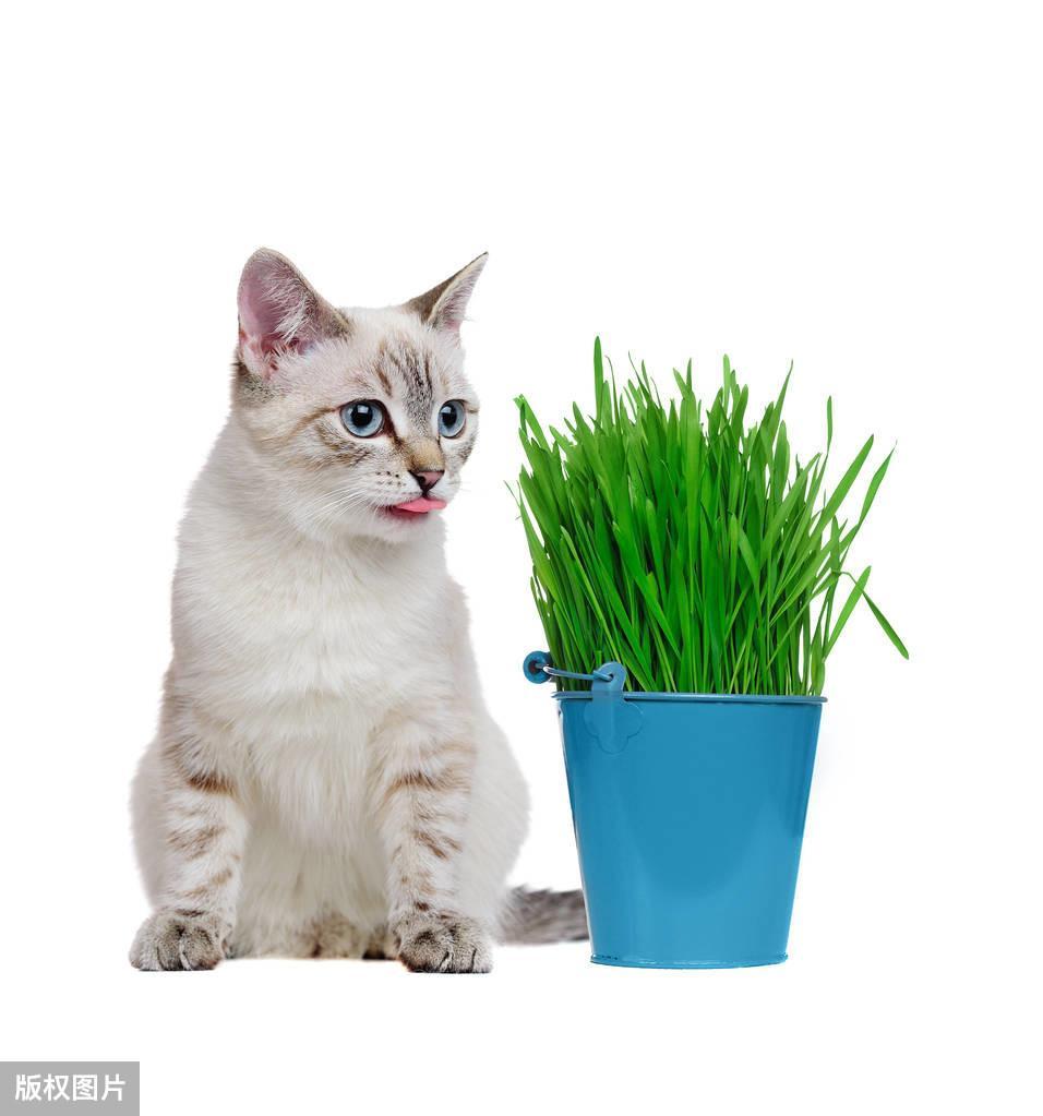 猫草多久吃一次？猫草的正确喂法？