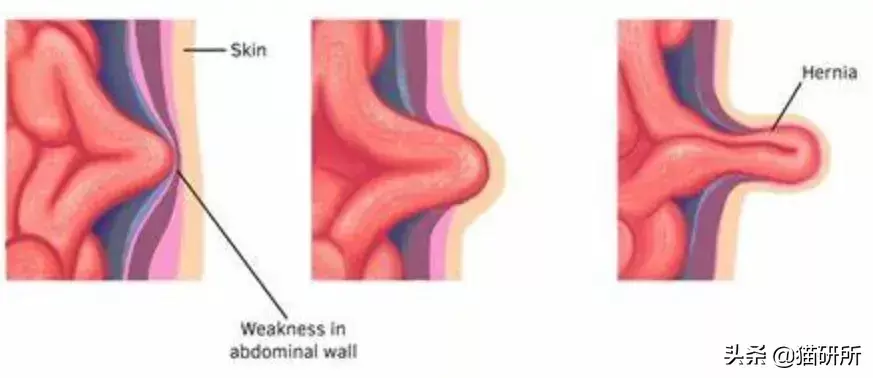 猫咪疝气是怎么引起的？别忽略了疝气早期症状
