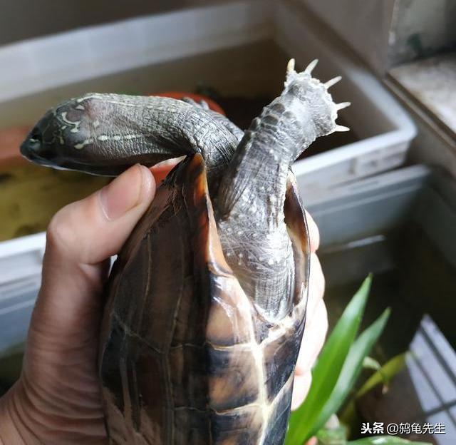 草龟饲养不求人，选龟养龟的方法技巧分享