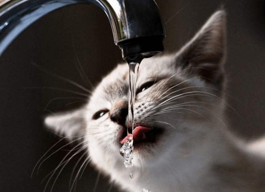 宠物犬猫每天要喝多少水？水对于犬猫的作用？