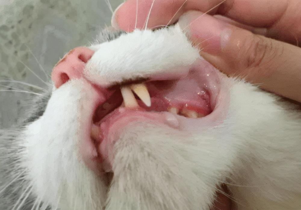 养猫经验：猫咪治疗口炎需要多少钱？