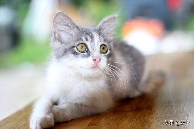猫咪营养膏多久吃一次？猫咪多大可以吃营养膏？