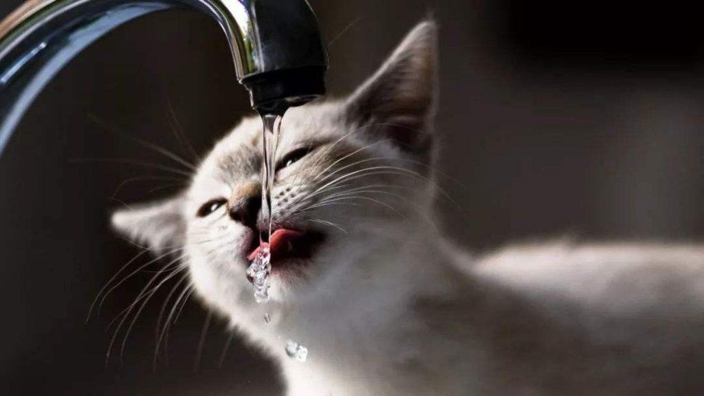 猫咪一天该喝多少水？猫咪每天到底应该喝多少水呢?