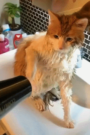 猫咪多久洗一次澡？猫咪洗澡需要注意什么？