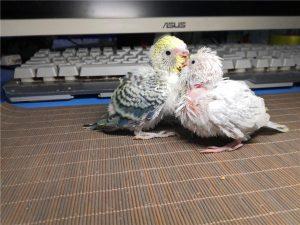 饲喂鹦鹉雏鸟温度湿度灯光对宠物产生多大影响？