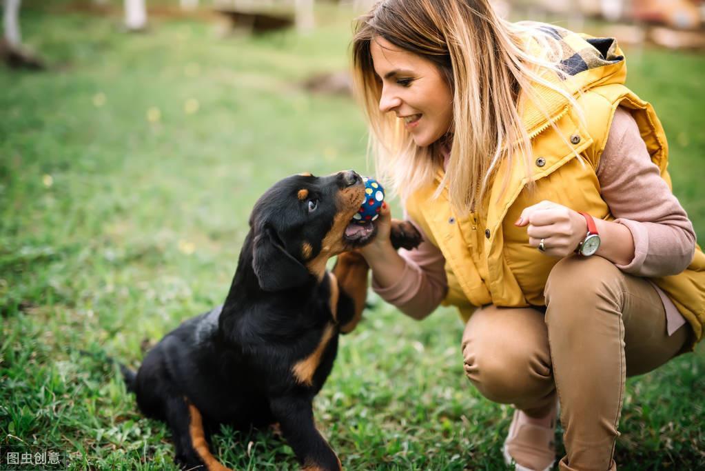 如何让罗威纳犬的寿命延长，请做好这5点